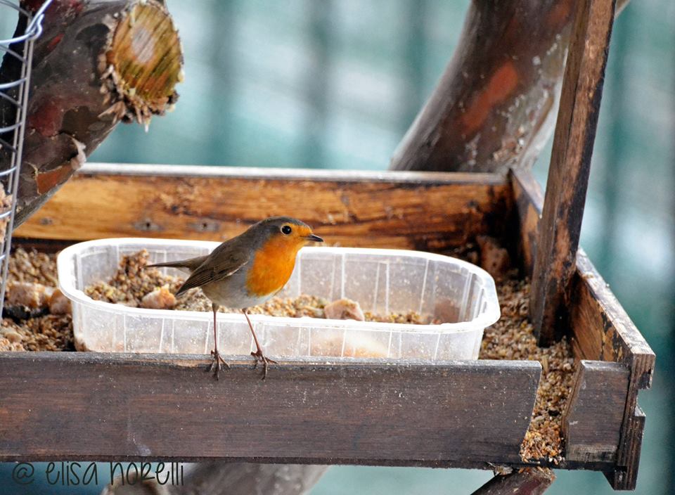 Mangiatoia con pettirosso - foto di Elisa Norelli